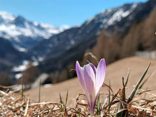 Foto per Escursione di primavera nel Parco Nazionale dello Stelvio